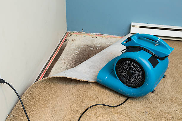 Best Water damage cleanup near me  in Piperton, TN